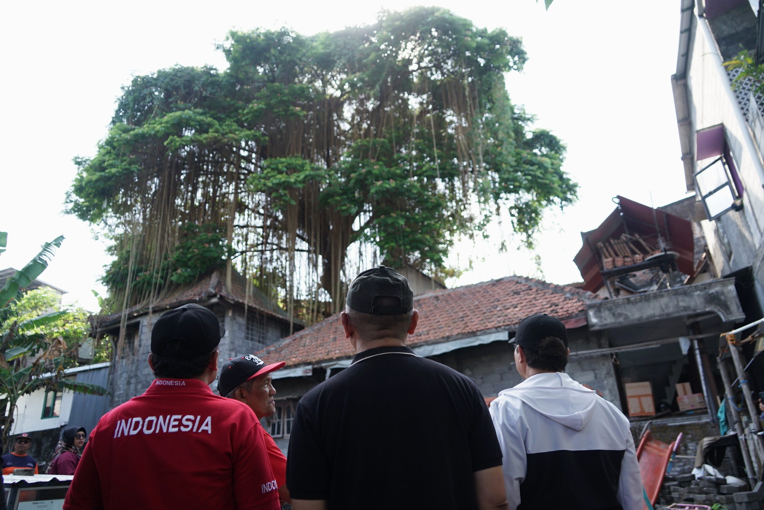 Wali Kota Yogyakarta Hasto Wardoyo saat meninjau pohon munggur di Kampung Ledoktukangan Minggu (9/8/2026).