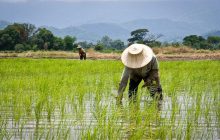 Ilustrasi petani. (Foto: UGM)