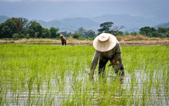 Ilustrasi petani. (Foto: UGM)