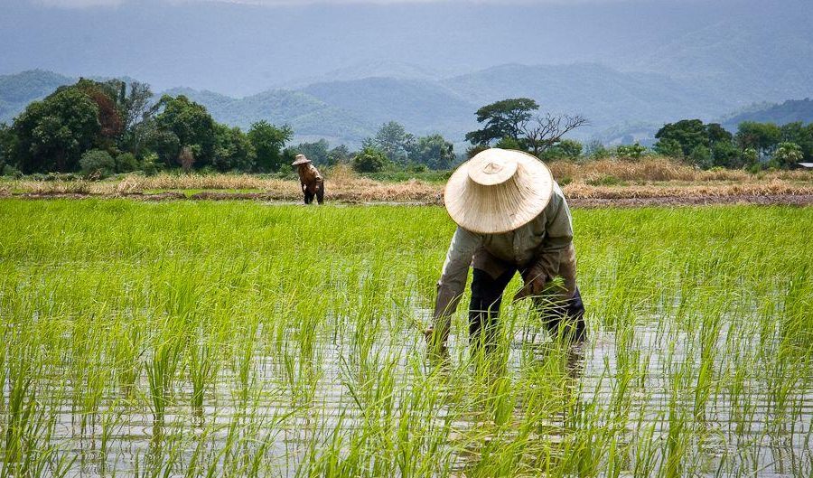 Ilustrasi petani. (Foto: UGM)