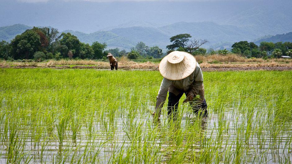 Ilustrasi petani. (Foto: UGM)